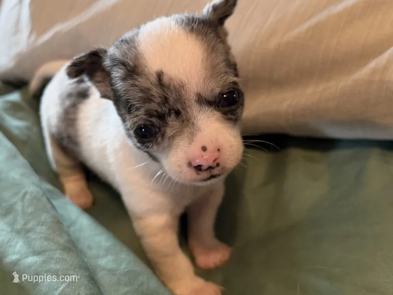Merle and White – Chihuahua puppy for sale in Sheboygan, WI
