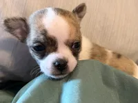 Brindle White, a male Chihuahua for sale in Sheboygan, WI – 4 of 9