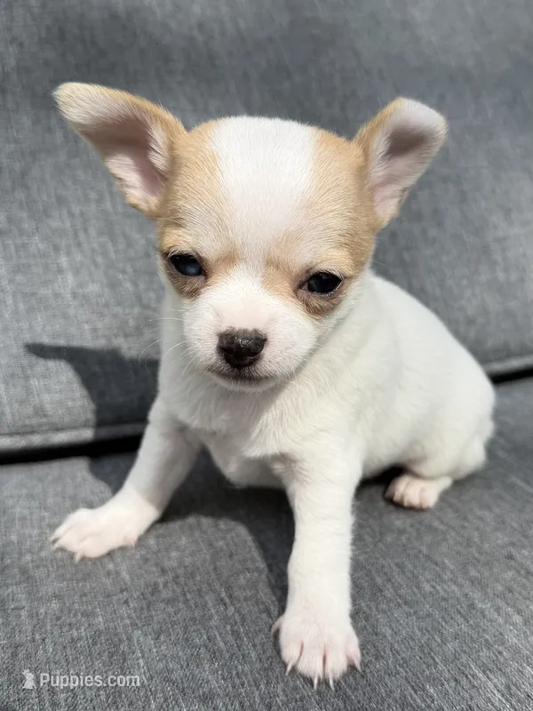 Boy 4 – Chihuahua puppy for sale in Sheboygan, WI