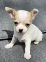 Boy 4, a male Chihuahua for sale in Sheboygan, WI – 1 of 3