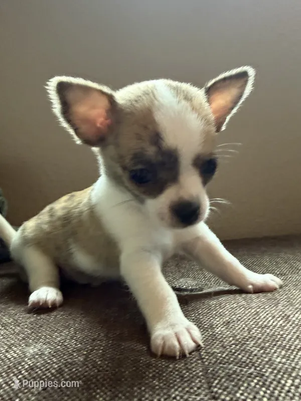 Brindle White – Chihuahua puppy for sale in Sheboygan, WI