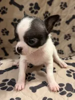 Black/White Girl, a female Chihuahua for sale in Port Washington, WI – 2 of 3