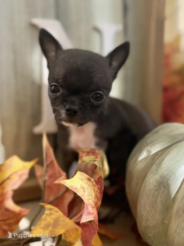 Black Boy – Chihuahua puppy for sale in Port Washington, WI