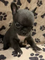 Black Boy, a male Chihuahua for sale in Port Washington, WI – 2 of 3