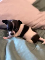 Black and White, a male Chihuahua for sale in Sheboygan, WI – 6 of 6
