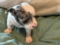 Merle and White, a male Chihuahua for sale in Sheboygan, WI – 4 of 7