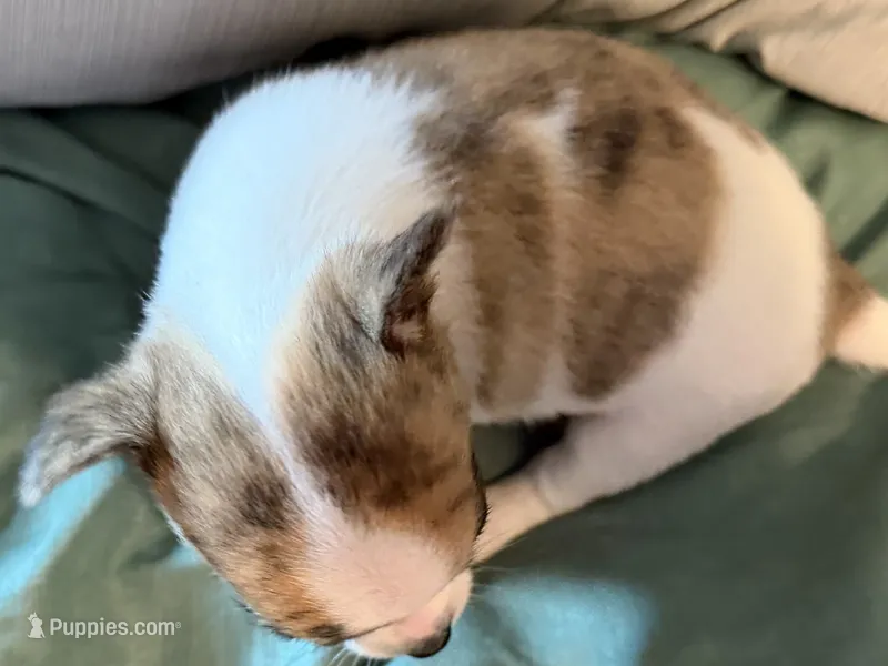 Brindle White – Chihuahua puppy for sale in Sheboygan, WI