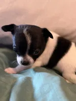 Black and White, a male Chihuahua for sale in Sheboygan, WI – 2 of 6