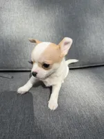Boy 4, a male Chihuahua for sale in Sheboygan, WI – 2 of 3