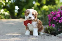 Baxter, a male Cavapoo for sale in Dundee, OH – 4 of 7