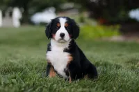 Savannah, a female Bernese Mountain Dog for sale in Dundee, OH – 3 of 6
