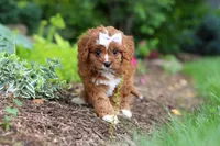 Gracie, a female Cavapoo for sale in Dundee, OH – 7 of 9
