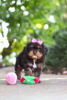 Millie, a female Cavapoo for sale in Dundee, OH – 4 of 10