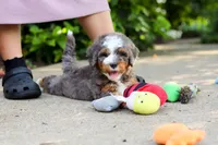 Bentley, a male Miniature Bernedoodle for sale in Dundee, OH – 3 of 10