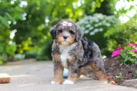 Zoey, a female Miniature Bernedoodle for sale in Dundee, OH – 2 of 6