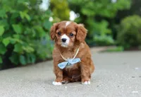 Charlie, a male Cavalier King Charles Spaniel for sale in Dundee, OH – 9 of 10