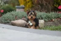 Tucker, a male Yorkipoo for sale in Dundee, OH – 2 of 10