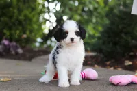Brady, a male Cavapoo for sale in Dundee, OH – 7 of 10