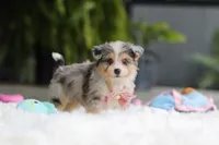 Nala, a female Miniature Australian Shepherd and Havachon for sale in Dundee, OH – 4 of 8