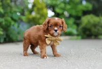 George, a male Cavalier King Charles Spaniel for sale in Dundee, OH – 7 of 10