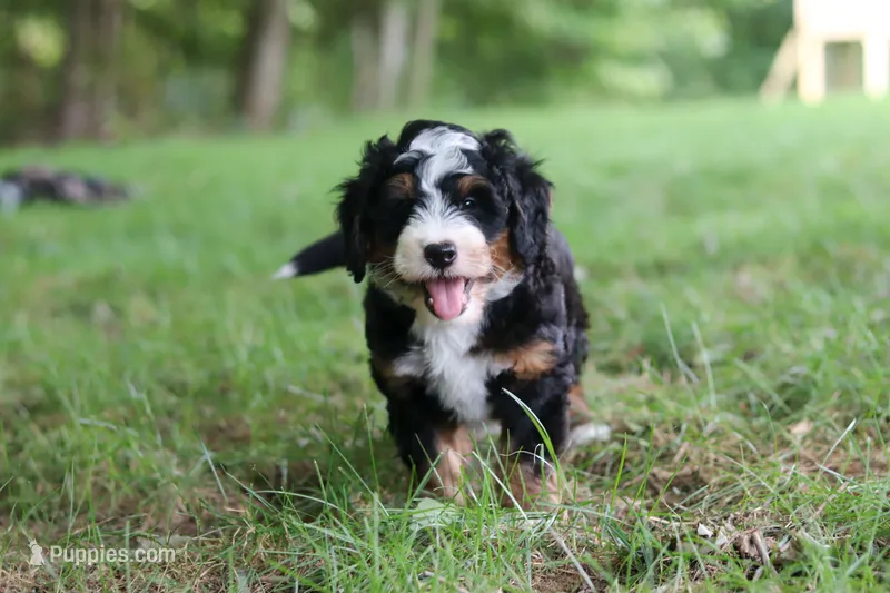 Charlie – Miniature Bernedoodle puppy for sale in Dundee, OH