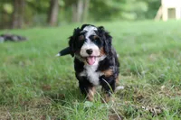 Charlie, a male Miniature Bernedoodle for sale in Dundee, OH – 1 of 8