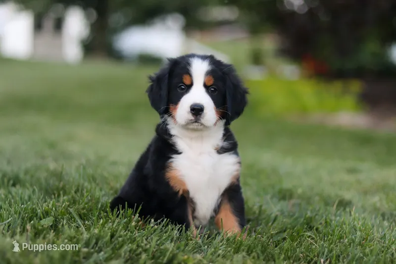Savannah – Bernese Mountain Dog puppy for sale in Dundee, OH