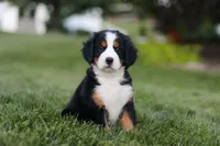 Savannah, a female Bernese Mountain Dog for sale in Dundee, OH – 1 of 6