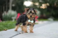 Tucker, a male Yorkipoo for sale in Dundee, OH – 3 of 10