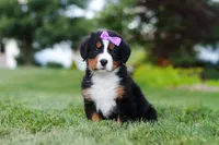 Aurora, a female Bernese Mountain Dog for sale in Dundee, OH – 6 of 10