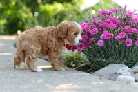 Harley, a male Cavapoo for sale in Dundee, OH – 6 of 8