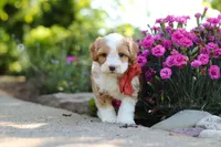 Baxter, a male Cavapoo for sale in Dundee, OH – 6 of 7