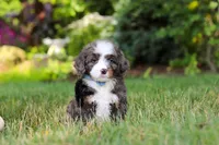 Whyatt, a male Miniature Bernedoodle for sale in Dundee, OH – 2 of 9