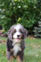 Whyatt, a male Miniature Bernedoodle for sale in Dundee, OH – 2 of 10