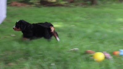 Teddy, a male Miniature Bernedoodle for sale in Dundee, OH – 8 of 8