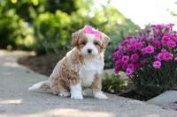 Haven, a female Cavapoo for sale in Dundee, OH – 3 of 10