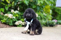 Cooper, a male Cavapoo for sale in Dundee, OH – 5 of 9
