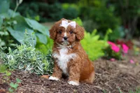 Gracie, a female Cavapoo for sale in Dundee, OH – 5 of 9