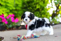 Leo, a male Cavapoo for sale in Dundee, OH – 7 of 10
