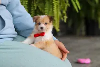 Milo, a male Miniature Australian Shepherd and Havachon for sale in Dundee, OH – 5 of 10