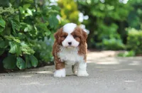 Oscar, a male Cavapoo for sale in Dundee, OH – 6 of 8