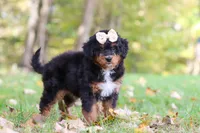Dolly, a female Miniature Bernedoodle for sale in Dundee, OH – 2 of 10