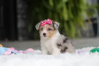 Millie, a female Miniature Australian Shepherd and Havachon for sale in Dundee, OH – 3 of 6