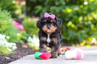 Millie, a female Cavapoo for sale in Dundee, OH – 9 of 10