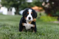 Denali, a male Bernese Mountain Dog for sale in Dundee, OH – 5 of 10