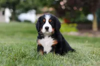 Queen, a female Bernese Mountain Dog for sale in Dundee, OH – 1 of 5