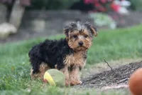 Beckham, a male Yorkipoo for sale in Dundee, OH – 6 of 10
