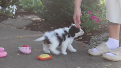 Brady, a male Cavapoo for sale in Dundee, OH – 10 of 10