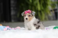 Millie, a female Miniature Australian Shepherd and Havachon for sale in Dundee, OH – 2 of 6