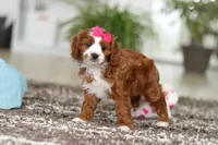 Angela, a female Cavapoo for sale in Dundee, OH – Photo 10 of 10